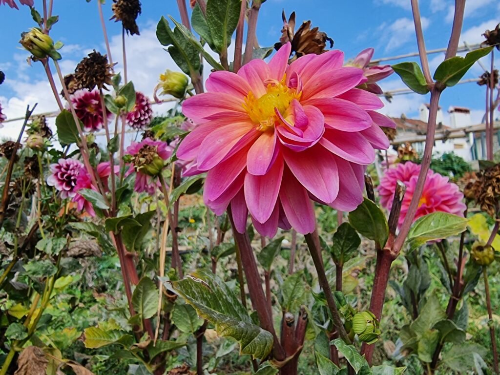 flores dália pink